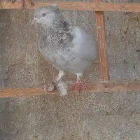 کله الماسی ماده
