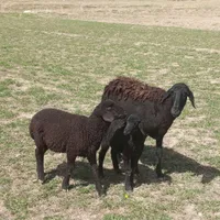میش دوشیزه دوقولو زا