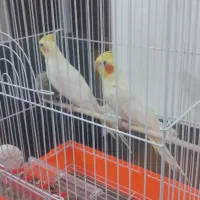 معاوضه یک جفت عروس هلندی