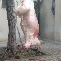 قصاب گاو.وگوسفند