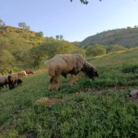 نرمیش|حیوانات مزرعه|دزفول, |دیوار