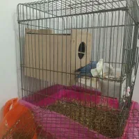 طوطی کوتوله