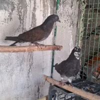 کفتر پرشی گرفتنی