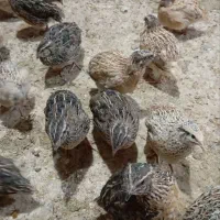 بلدرچین ژاپنی