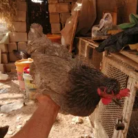 مرغ و خروس و بوقلمون