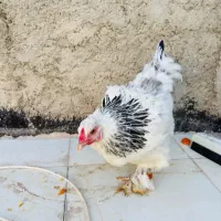 مرغ برهما لایت تخم گزار