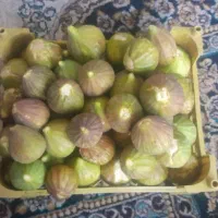 انجیر ژاپنی تازه چین وشیرین
