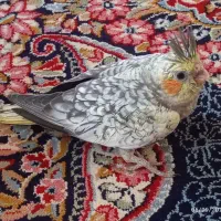 جوجه ی عروس هلندی
