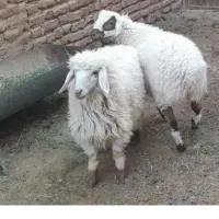 دو عدد گوسفند یک بره و یکی چبش دو رگه