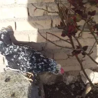 جوجه گلین برا فروش دارم