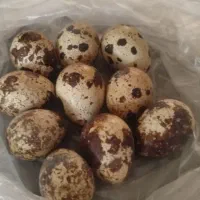 تخم بلدرچین