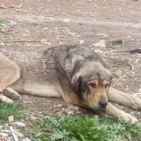 سگ نژاد بژدر واگذار می شود