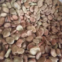 فروش باقله دیم درجه یک