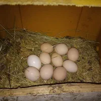 تخم مرغ محلی تازه