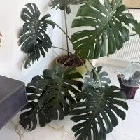 گیاه مونسترا