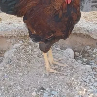 فروش خروس محلی
