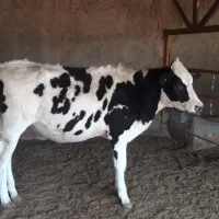 دو عدد گوساله