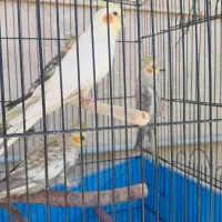 عروس هلندی