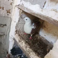 کبوتر|پرنده|کمره, |دیوار