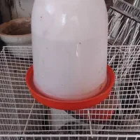 آبخوری مرغ و جوجه