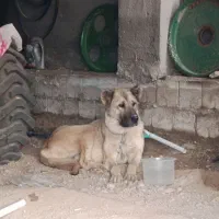 سگ ماده فروشی
