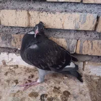 پلاکی کاکولی