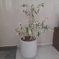 بنجامین ابلق