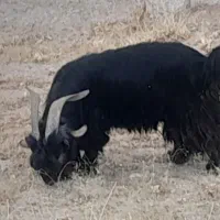 بزن