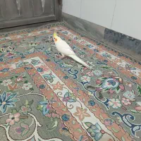 یه دانه عروس هلندی برای فروش