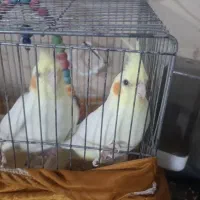 عروس هلندی۳ماهه
