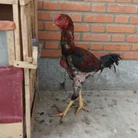 خروس لاری رو دستش نباشه