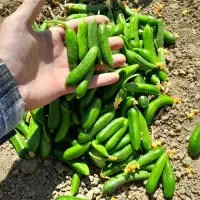 خیار، خیارشور