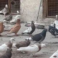 کبوتر یا کفتر