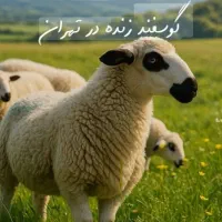 تضمین قیمت تضمین کیفیت دام زنده