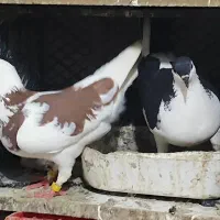 کبوتر یا کفتر شهرستانی و آلمانی