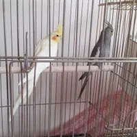 عروس هلندی