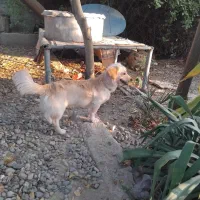 سگ پاکوتاه