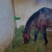 باشگاه سوارکاری پانسیون آموزش