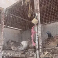 بل دارچین و کبوتر پلاکی