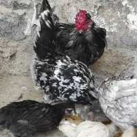 مرغ  گولین طوسی  فول کیفیت