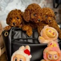 توله‌های پودل عروسکی