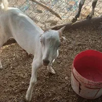 سه تاکهره