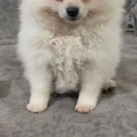 پامر ماده 15تومن