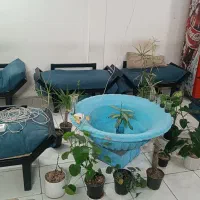 کافه قلیان
