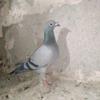 کفتر