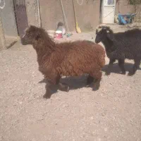 بره ماده فروشی