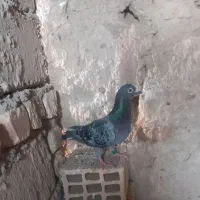 کبوتر