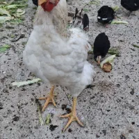 مرغ و خروس