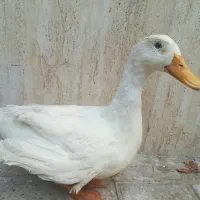 اردک سفید بدون خال