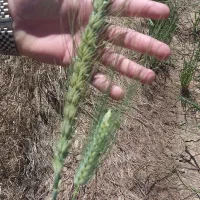 سمپاشی از اون بالا